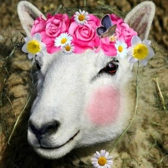 Meet your Posher, Boo spanyer - Picture 1 of 1